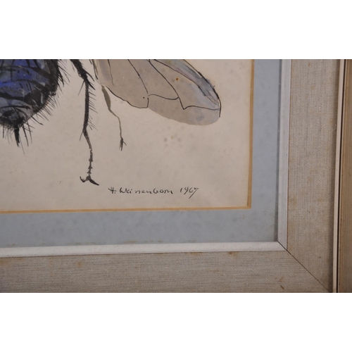 299 - H… Weinerbom (20th Century) European. Study of a Fly, Watercolour on shaped Paper, Signed and Dated ... 