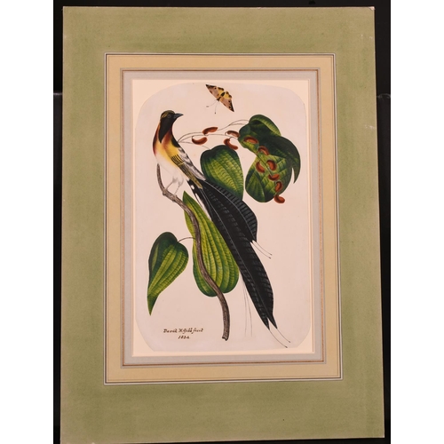 100 - David H… Gibb (19th Century) British. An Exotic Bird with a Butterfly, Watercolour, Signed, Inscribe... 