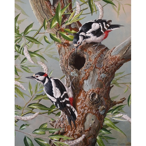 Basil Ede 1931 2016 British. British Woodpeckers Watercolour