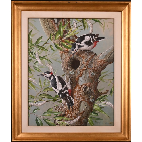 101 - Basil Ede (1931-2016) British. British Woodpeckers, Watercolour, Signed and Dated 1969, 19.25” x 15.... 