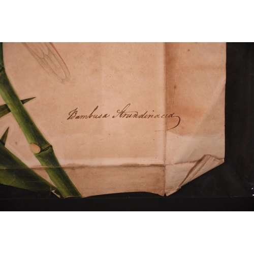 39 - Early 19th Century English School. “Bambusa Arandinacia”, a Bird sitting on Bamboo Stalk, Watercolou... 