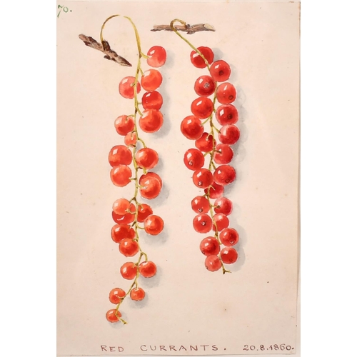 79 - 20th Century English School. “Redcurrants 20.8.1860”, Watercolour, Inscribed, 5.5” x 4.5” (14 x 11.4... 