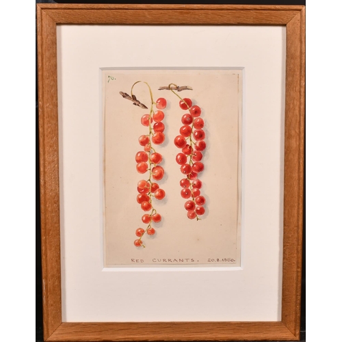 79 - 20th Century English School. “Redcurrants 20.8.1860”, Watercolour, Inscribed, 5.5” x 4.5” (14 x 11.4... 