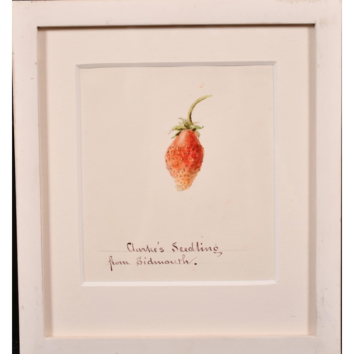 79 - 20th Century English School. “Redcurrants 20.8.1860”, Watercolour, Inscribed, 5.5” x 4.5” (14 x 11.4... 