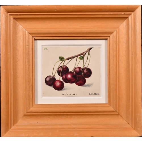 79 - 20th Century English School. “Redcurrants 20.8.1860”, Watercolour, Inscribed, 5.5” x 4.5” (14 x 11.4... 