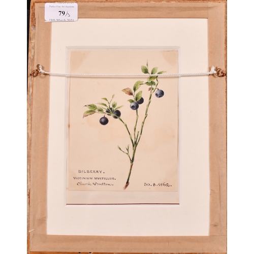 79 - 20th Century English School. “Redcurrants 20.8.1860”, Watercolour, Inscribed, 5.5” x 4.5” (14 x 11.4... 