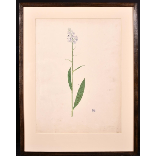 171 - Early 19th Century English School “Orchid”, Watercolour, Inscribed ‘From the Plantation of Prior Par... 