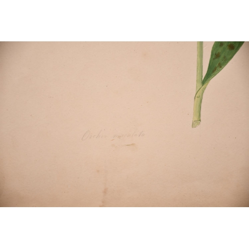 171 - Early 19th Century English School “Orchid”, Watercolour, Inscribed ‘From the Plantation of Prior Par... 