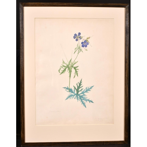 171 - Early 19th Century English School “Orchid”, Watercolour, Inscribed ‘From the Plantation of Prior Par... 