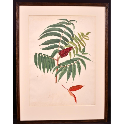 171 - Early 19th Century English School “Orchid”, Watercolour, Inscribed ‘From the Plantation of Prior Par... 