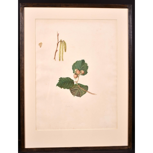 171 - Early 19th Century English School “Orchid”, Watercolour, Inscribed ‘From the Plantation of Prior Par... 