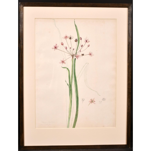 171 - Early 19th Century English School “Orchid”, Watercolour, Inscribed ‘From the Plantation of Prior Par... 