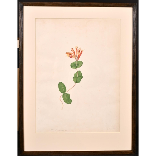 171 - Early 19th Century English School “Orchid”, Watercolour, Inscribed ‘From the Plantation of Prior Par... 