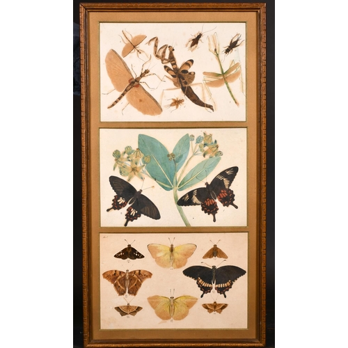 180 - Robert Hugh Irvine (19th Century) British. A Study of Indian Butterflies and Insects, Watercolour an... 