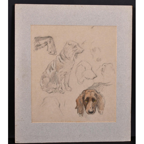 226 - Winnifred Mary Louise Austen (1876-1964) British. Sketch of ‘Don’ the Spaniel, Pencil and Crayon, In... 