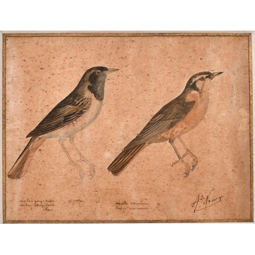 227 - Arcade Noury (18th – 19th Century) French. A Study of Birds, Watercolour and Ink,  Signed and Inscri... 