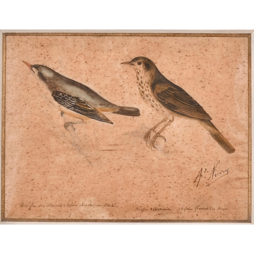 227 - Arcade Noury (18th – 19th Century) French. A Study of Birds, Watercolour and Ink,  Signed and Inscri... 