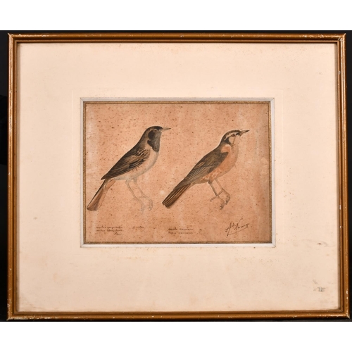 227 - Arcade Noury (18th – 19th Century) French. A Study of Birds, Watercolour and Ink,  Signed and Inscri... 