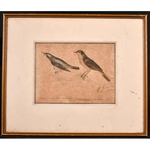 227 - Arcade Noury (18th – 19th Century) French. A Study of Birds, Watercolour and Ink,  Signed and Inscri... 