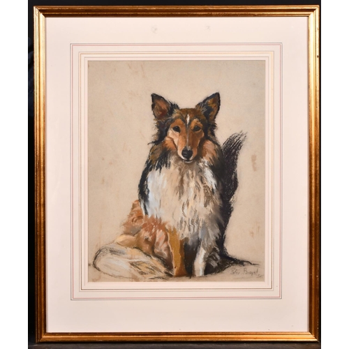 228 - Peter Biegel (1913-1987) British. Study of a Collie, Chalk, Signed and Dated ’38, 17” x 13.75” (43.2... 