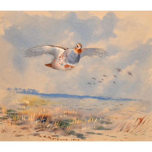 229 - Archibald Thorburn (1860-1935) British. A Grey Partridge, Watercolour, Signed and Dated 1904, 6.75” ... 