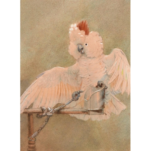 230 - Circle of Henry Stacy Marks (1829-1898) British. A Cockatoo on a Perch, Watercolour, Indistinctly Si... 