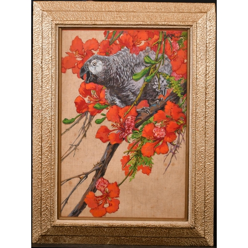 231 - Kay Nixon (1895-1988) British. Study of a Parrot in a Blossom Tree, Watercolour, Signed, 15” x 10” (... 