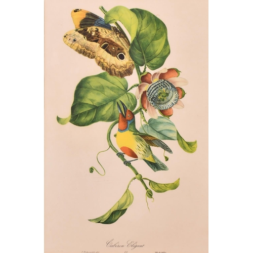 311 - After Jean Theodore Descourtilz (? – 1855) French. “Cabezon Elegant”, Study of a Bird, Print, 16” x ... 