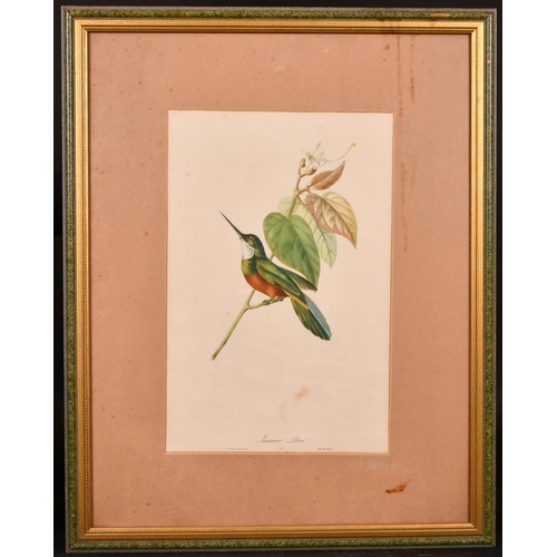 311 - After Jean Theodore Descourtilz (? – 1855) French. “Cabezon Elegant”, Study of a Bird, Print, 16” x ... 