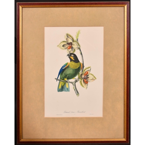 311 - After Jean Theodore Descourtilz (? – 1855) French. “Cabezon Elegant”, Study of a Bird, Print, 16” x ... 