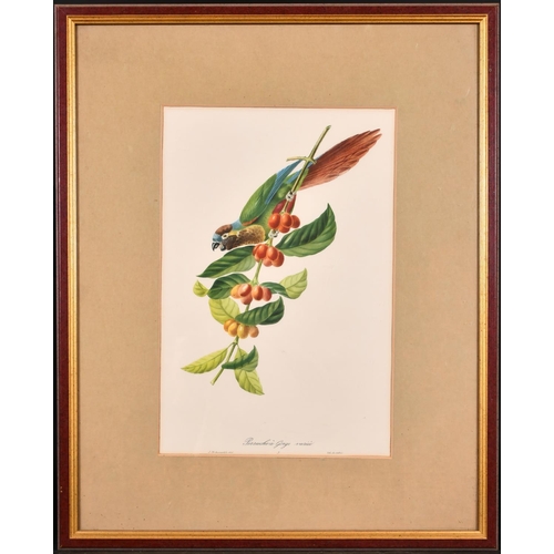 311 - After Jean Theodore Descourtilz (? – 1855) French. “Cabezon Elegant”, Study of a Bird, Print, 16” x ... 