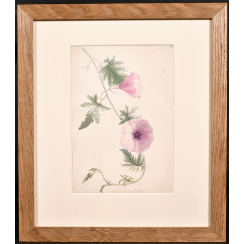 58 - 19th Century English School. Study of a Flower, Watercolour, Inscribed ‘Meulon’ and Dated ’11.4.1867... 