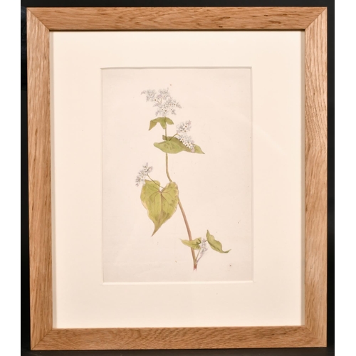 58 - 19th Century English School. Study of a Flower, Watercolour, Inscribed ‘Meulon’ and Dated ’11.4.1867... 