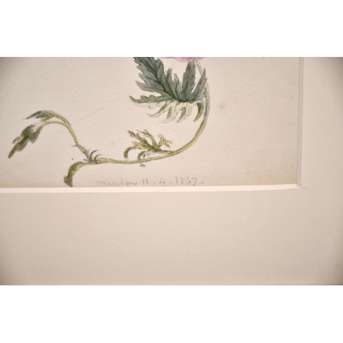 58 - 19th Century English School. Study of a Flower, Watercolour, Inscribed ‘Meulon’ and Dated ’11.4.1867... 