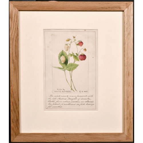 59 - 19th Century English School. “Red & White Alpines”, Watercolour, Inscribed and Dated ’27.8.60’, over... 