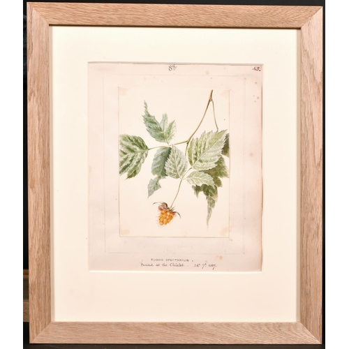 59 - 19th Century English School. “Red & White Alpines”, Watercolour, Inscribed and Dated ’27.8.60’, over... 