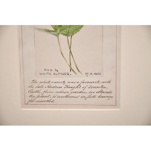 59 - 19th Century English School. “Red & White Alpines”, Watercolour, Inscribed and Dated ’27.8.60’, over... 