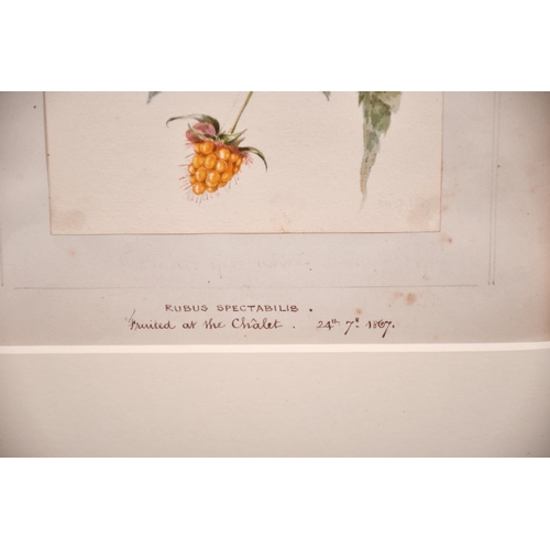 59 - 19th Century English School. “Red & White Alpines”, Watercolour, Inscribed and Dated ’27.8.60’, over... 