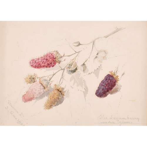 76 - Early 20th Century English School. “The Logan Berry under Glass”, Watercolour, Inscribed and Dated ‘... 