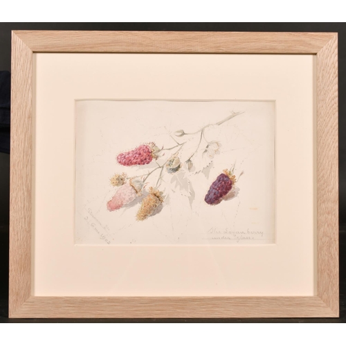 76 - Early 20th Century English School. “The Logan Berry under Glass”, Watercolour, Inscribed and Dated ‘... 