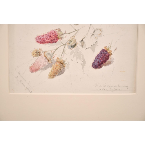 76 - Early 20th Century English School. “The Logan Berry under Glass”, Watercolour, Inscribed and Dated ‘... 