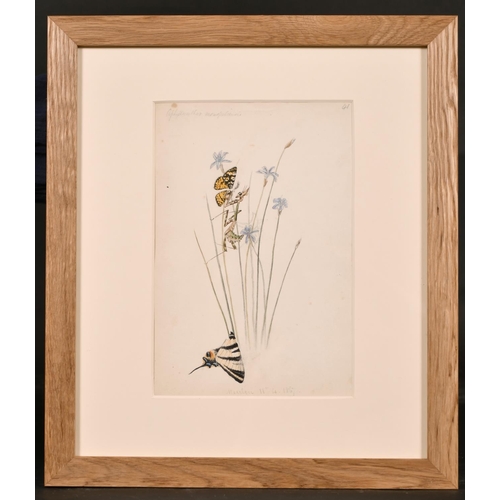 77 - 19th Century English School. Study of a Butterfly, Watercolour, 5” x 6.25” (12.7 x 15.8cm), and anot... 