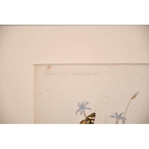 77 - 19th Century English School. Study of a Butterfly, Watercolour, 5” x 6.25” (12.7 x 15.8cm), and anot... 