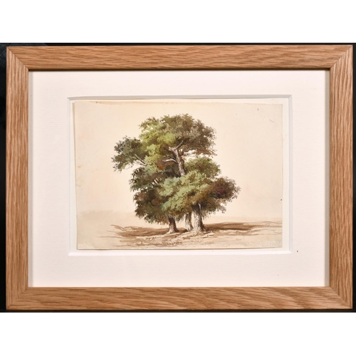 79 - 19th Century English School. Study of Trees, Watercolour, 5.25” x 7.25” (13.3 x 18.5cm)