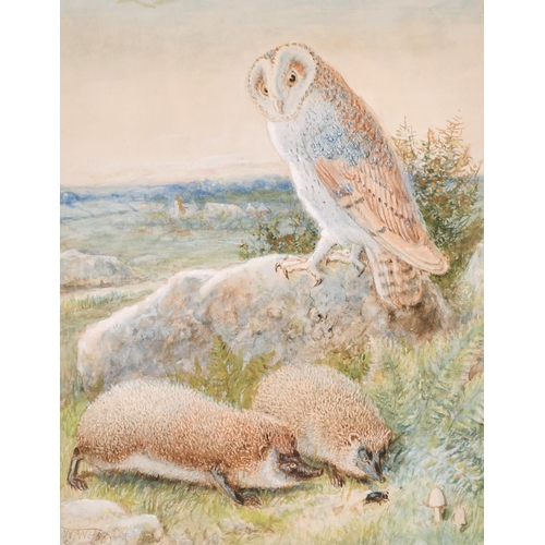 105 - William James Webb (1817-1904) British. An Owl with Two Hedgehogs, Watercolour, Signed, 9.25” x 7.25... 