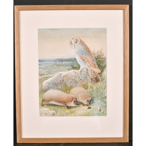 105 - William James Webb (1817-1904) British. An Owl with Two Hedgehogs, Watercolour, Signed, 9.25” x 7.25... 