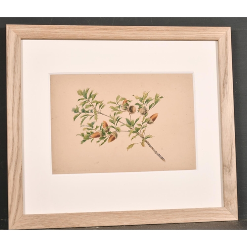 128 - 19th Century English School. Acorns on a Branch, Watercolour, Indistinctly Inscribed, 6.75” x 9.75” ... 