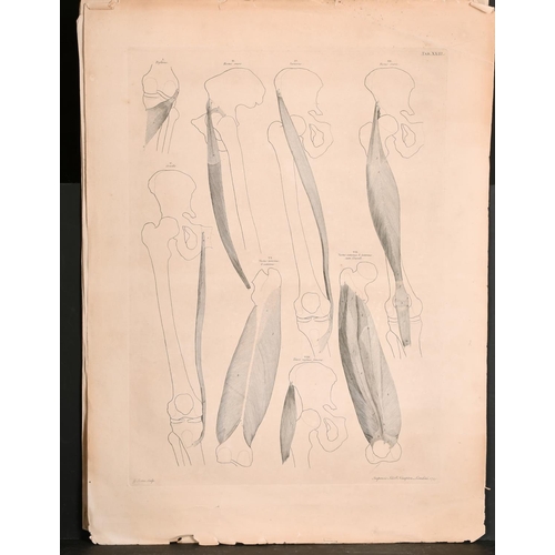 14 - After Gerard Jean Baptiste Scotin (1698-c.1755) French. Anatomical Studies of Feet, Print, Unframed ... 