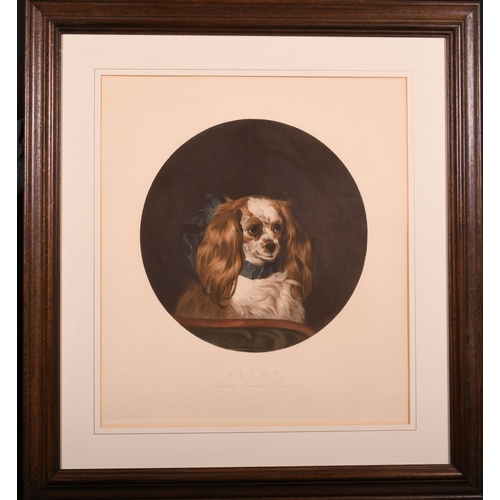 155 - After Edwin Henry Landseer (1802-1873) British. “Fairy, Landseer’s Favourite Spaniel”, Print, Circul... 