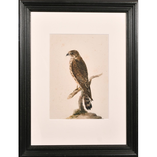 162 - Manner of Jacques Barraband (1768-1809) French. A Female Buzzard, Watercolour, 14” x 9.75” (35.6 x 2... 